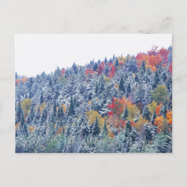 Schnee im Herbst Postkarte (Vorderseite)