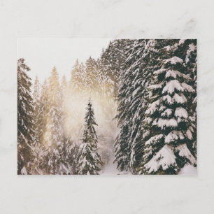 Schnee im Wald mit Sonnenschein Postkarte