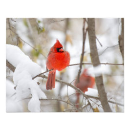 Schnee-Kardinal Fotodruck