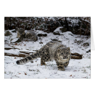 Schnee-Leopard CUB