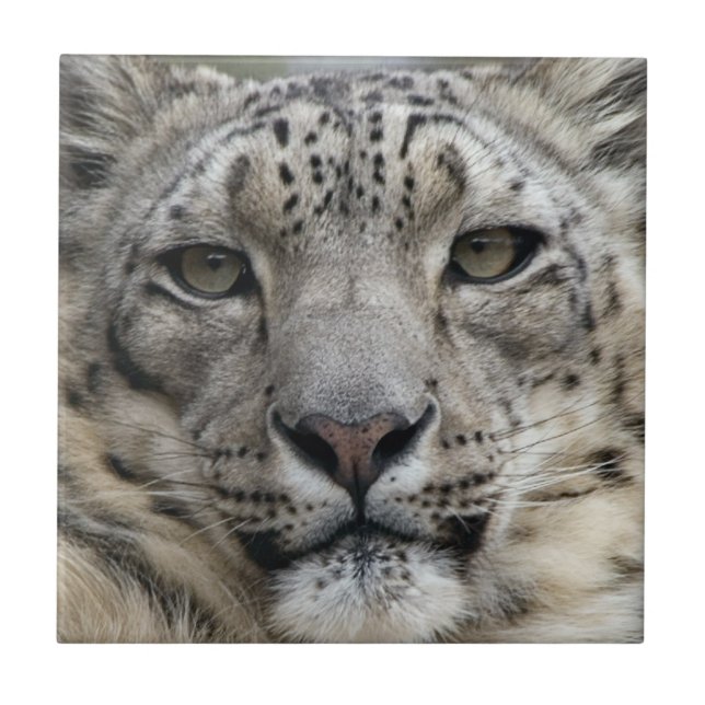 Schnee-Leopard-Fliese Fliese (Vorderseite)