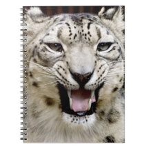 Schnee-Leopard-Gesicht