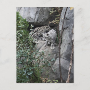 Schnee-Leopard-Hubs an der Kante Postkarte