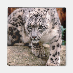Schnee-Leopard-Magnet Magnet