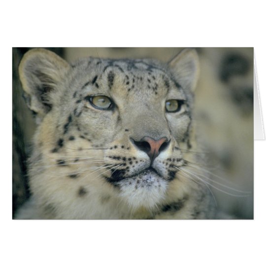Schnee-Leopard-nahes hohes Karte