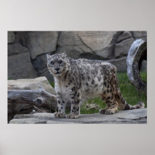Schnee-Leopard Poster