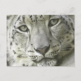 Schnee-Leopard-Postkarte Postkarte