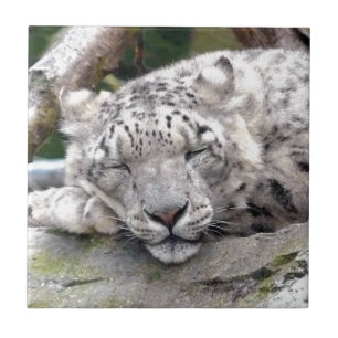 Schnee Leopard - schön! Fliese