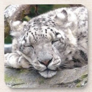 Schnee Leopard - schön! Getränkeuntersetzer