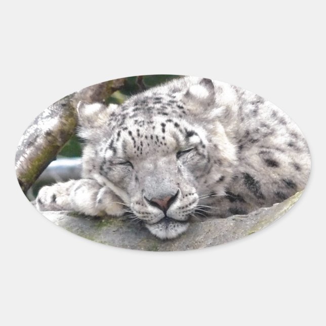Schnee Leopard - schön! Ovaler Aufkleber (Vorderseite)