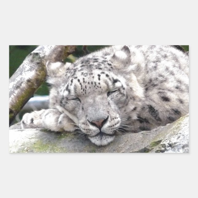 Schnee Leopard - schön! Rechteckiger Aufkleber (Vorderseite)