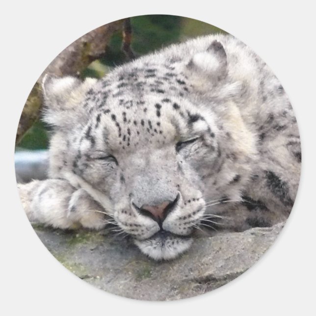 Schnee Leopard - schön! Runder Aufkleber (Vorderseite)