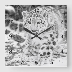 Schnee-Leopard-Tier-Wanduhr Quadratische Wanduhr