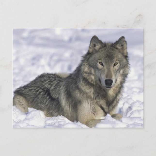 Schnee Postkarte (Vorderseite)