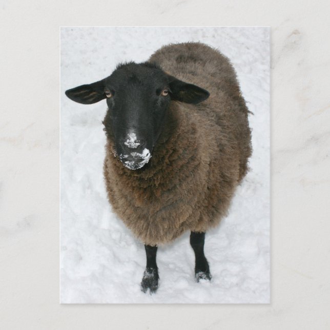 Schnee Postkarte (Vorderseite)