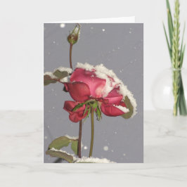 Schnee-Rose - Rote Rose mit Schneabdeckung Karte