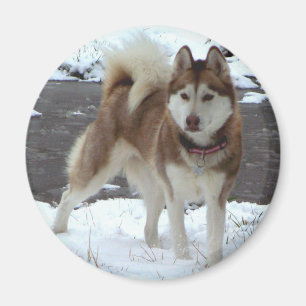 Schnee-Schlittenhund Magnet