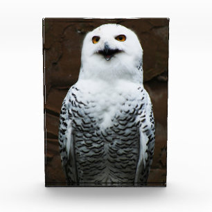 Schnee-Schüssel Fotoblock