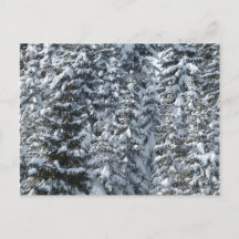 Schnee Tannenbaum Textur