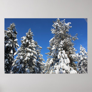 Schnee Top Evergreen Poster