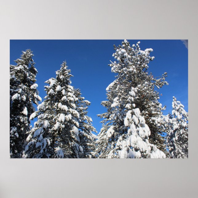 Schnee Top Evergreen Poster (Vorne)