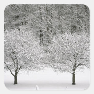 Schnee umfaßte Landschaft Quadratischer Aufkleber