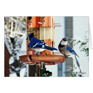 "Schnee-Vögel 2"