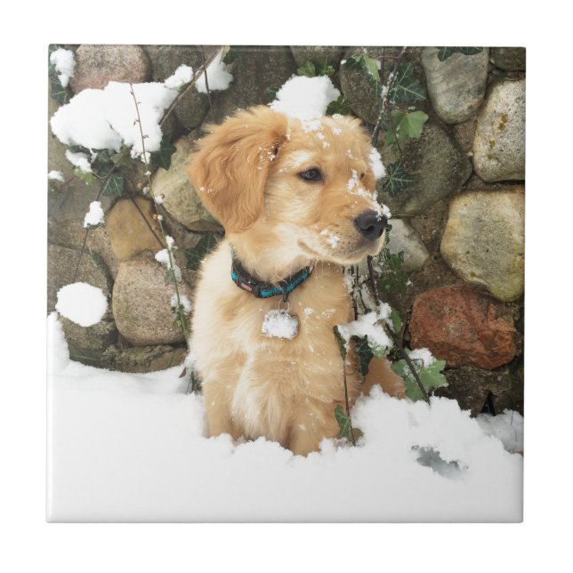 Schnee Welpenhund Outdoor rustikales Foto Fliese (Vorderseite)