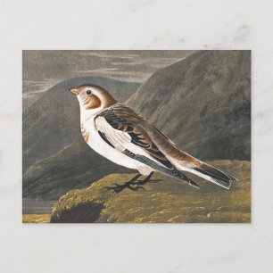 Schneeammer von John James Audubon, Vintage Vogel Postkarte