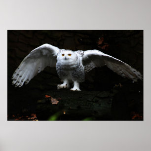 Schneeauge mit offenen Flügeln wapccn Poster