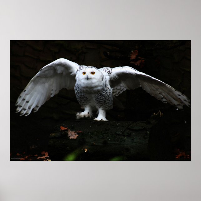 Schneeauge mit offenen Flügeln wapcna Poster (Vorne)