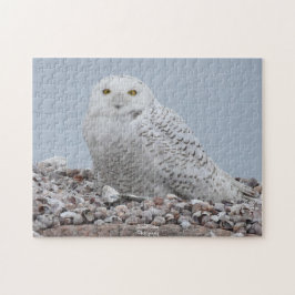 Schneeauschale auf Muscheln