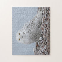 Schneeauschale auf Muscheln