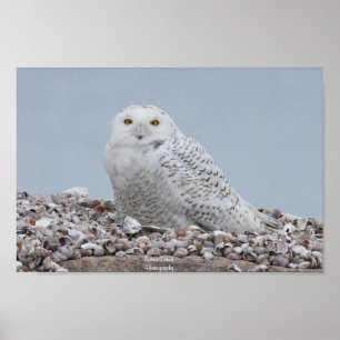 Schneeauschale auf Muscheln Poster