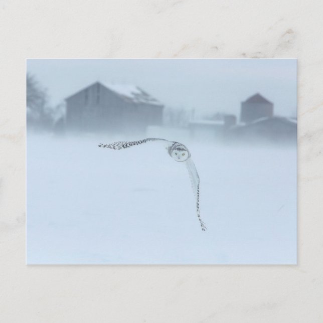 Schneeauschale im Winter Postkarte (Vorderseite)