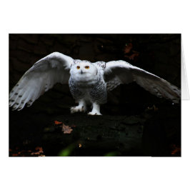 Schneeauschale mit offenen Flügeln gccna