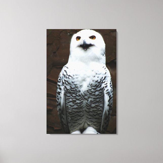Schneeauwl 24x36 (60x90cm) Waccnm Leinwanddruck (Vorderseite)