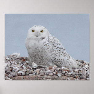 Schneeauwl auf Muscheln Poster