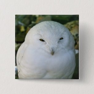 Schneeauwl Button