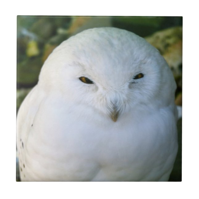 Schneeauwl Fliese (Vorderseite)