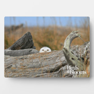 Schneeauwl Fotoplatte