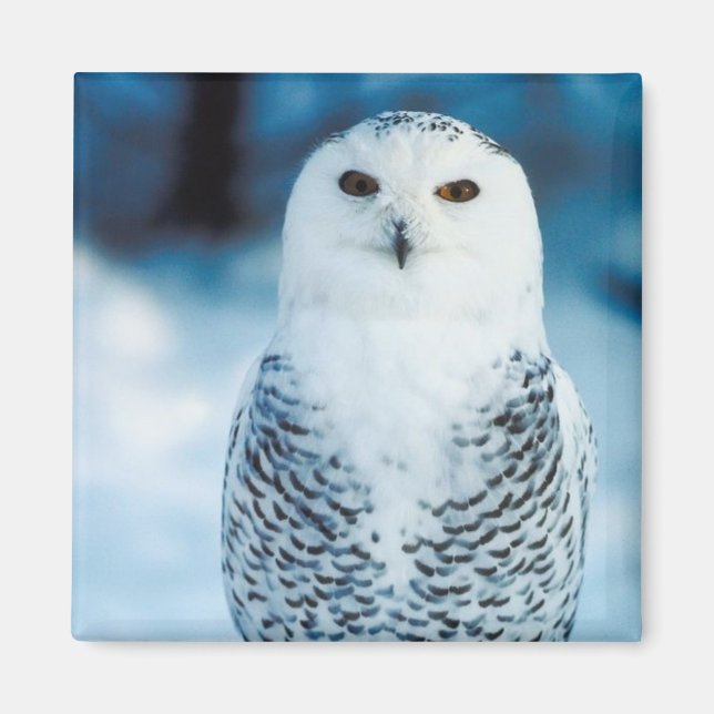 Schneeauwl Magnet (Vorne)
