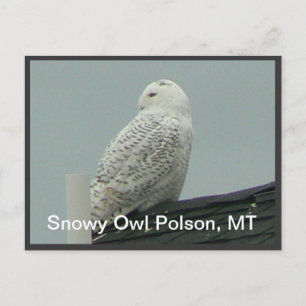Schneeauwl Postkarte