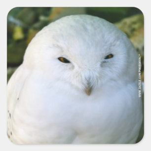 Schneeauwl Quadratischer Aufkleber