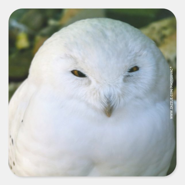 Schneeauwl Quadratischer Aufkleber (Vorderseite)