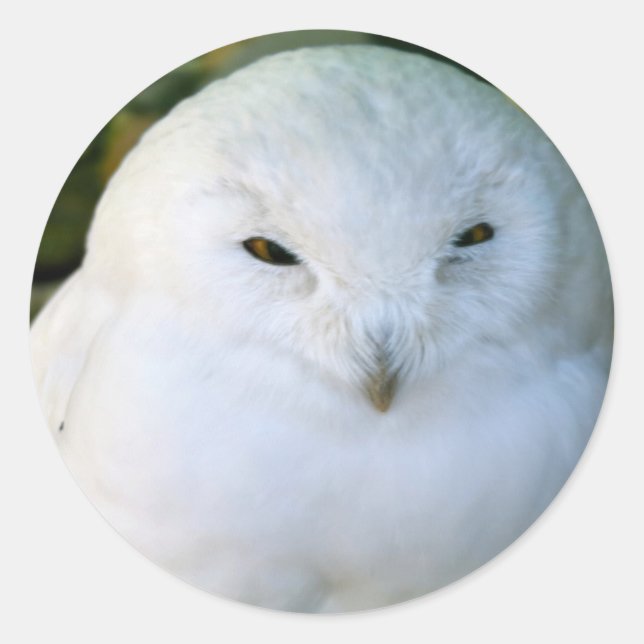 Schneeauwl Runder Aufkleber (Vorderseite)