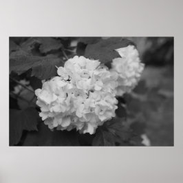 Schneeball im Frühling Poster