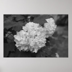 Schneeball im Frühling Poster
