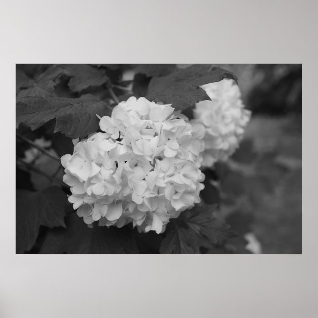 Schneeball im Frühling Poster (Vorne)