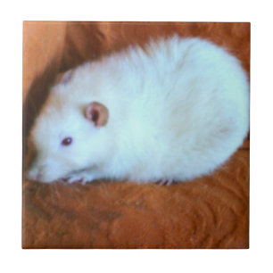 Schneeball-weiße Ratten-Fliese Fliese